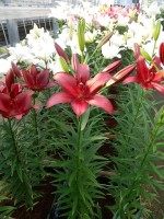 [5073 Cigalon No02.JPG]